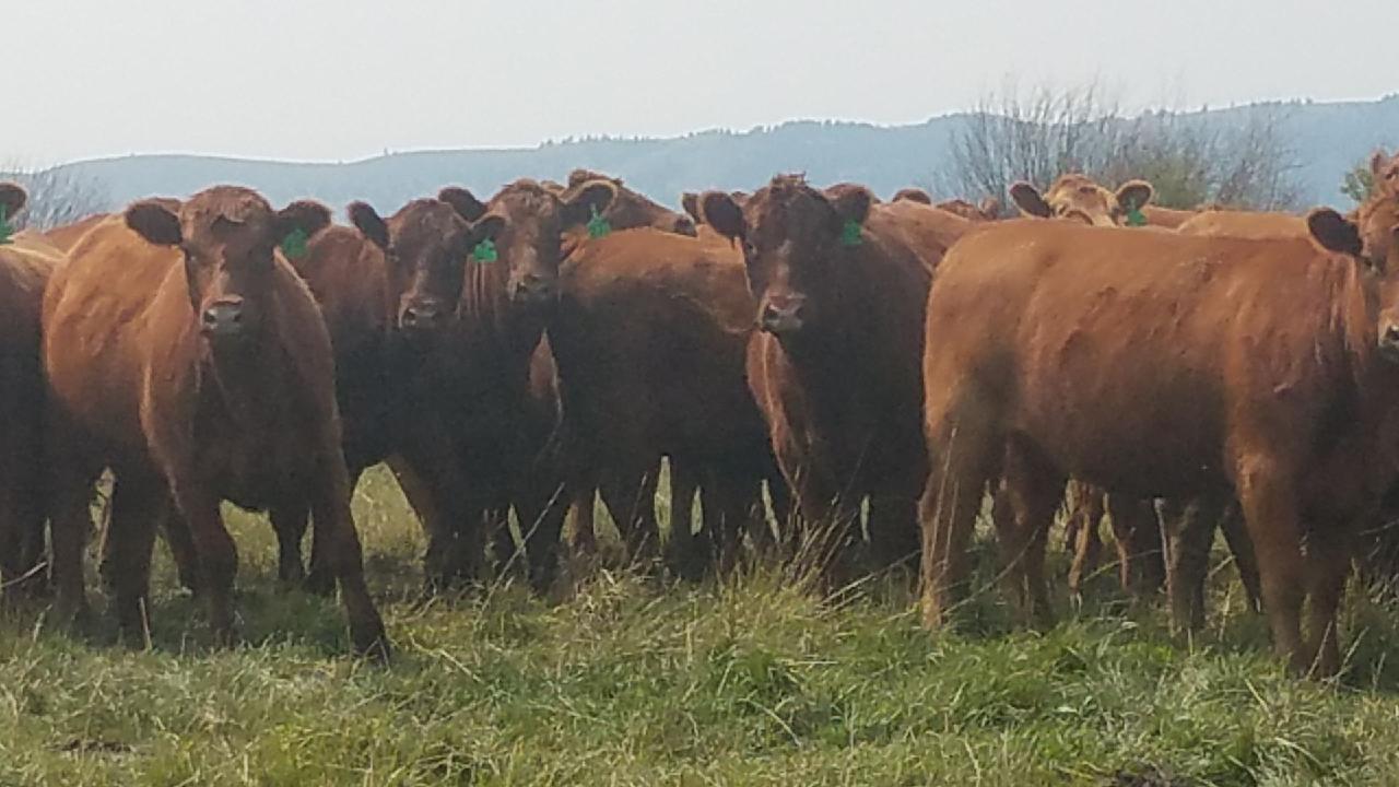 2 Loads/95 Head Bred Red Angus